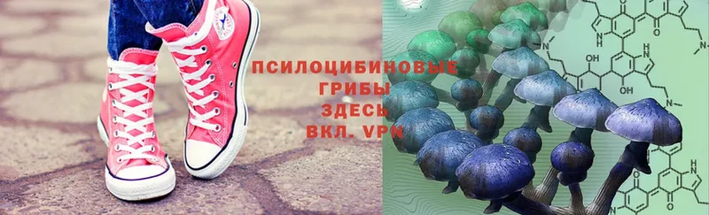 Псилоцибиновые грибы Psilocybe  Ленинск 